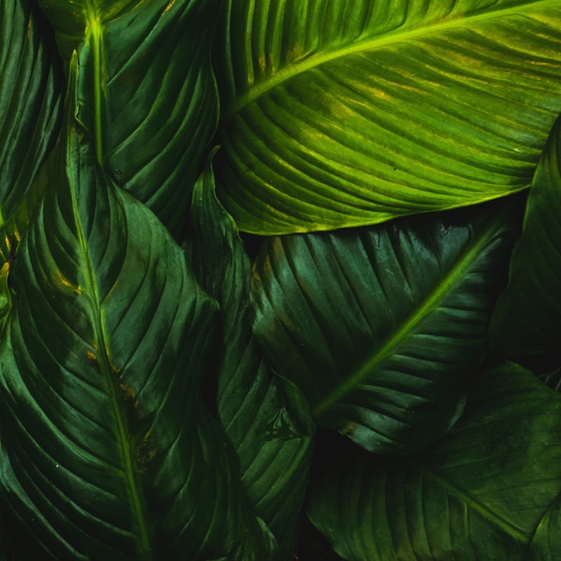 PLANTAS IX