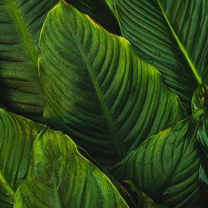 PLANTAS X