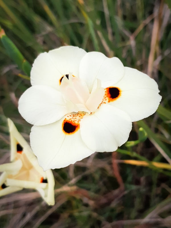 FLOR J 2