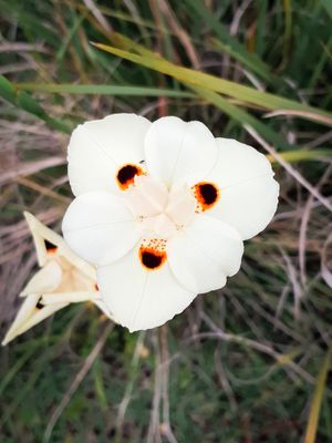 FLOR J 3