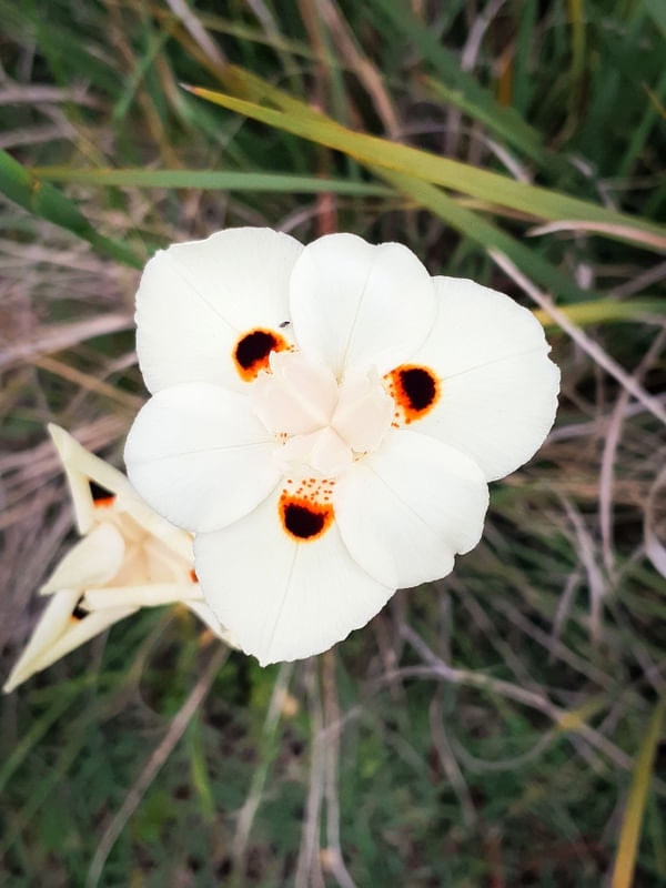 FLOR J 3