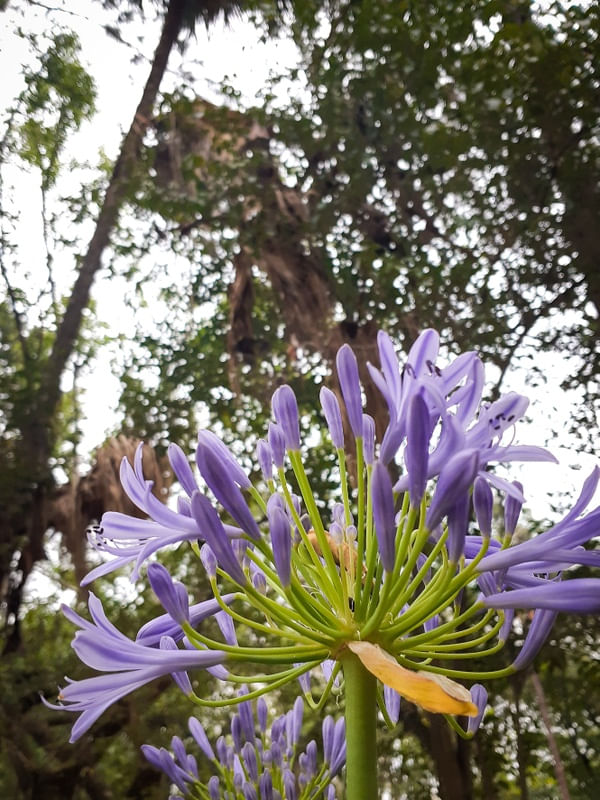 FLOR J 4