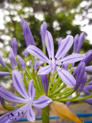 FLOR J 5