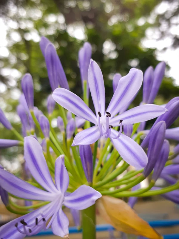 FLOR J 5