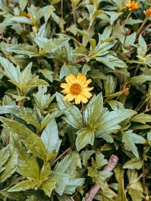 FLOR J 6