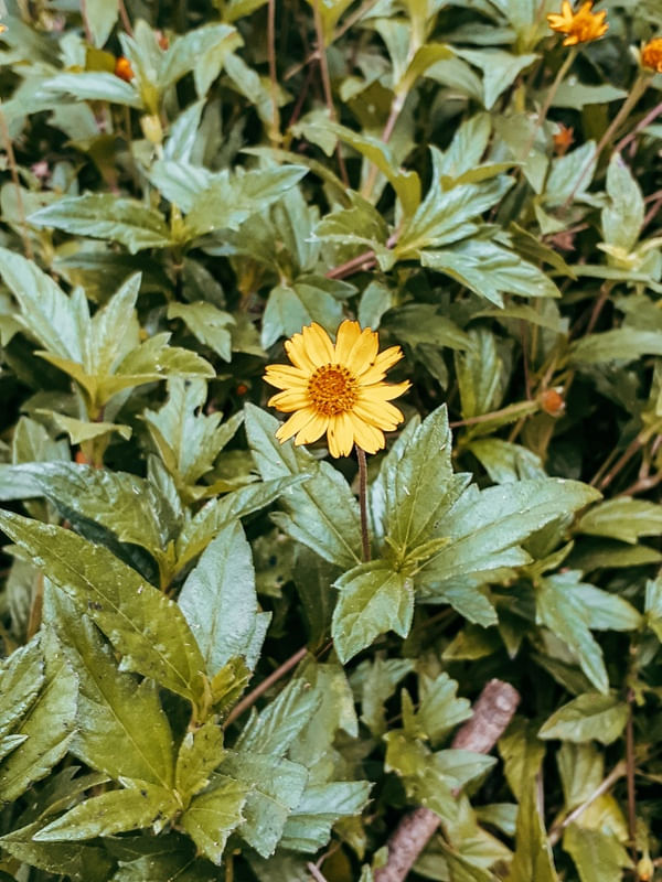 FLOR J 6