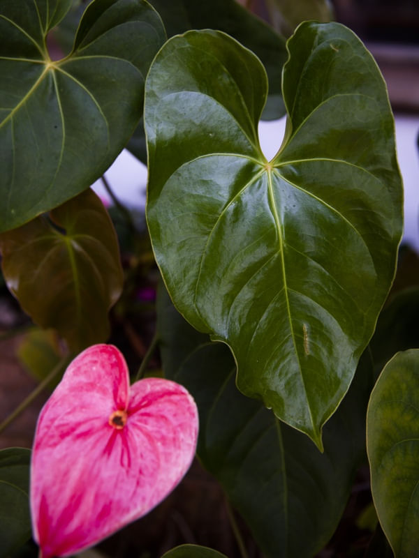 FLOR ANTURIO