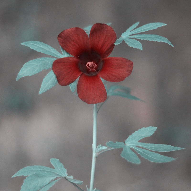 HIBISCUS ACETOSELLA FLOR