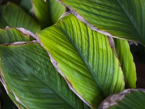 LINHAS NATUREZA