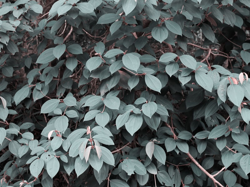 PAREDE DE PLANTAS