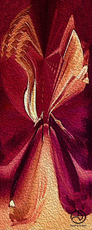 TULIPE