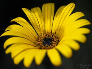 DETALHES EM AMARELO