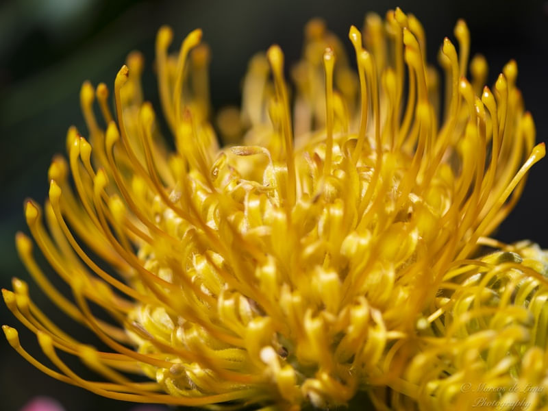 STEM PROTEA FLOWER