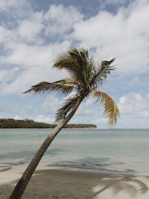 À SOMBRA EM TAMANDARÉ PE
