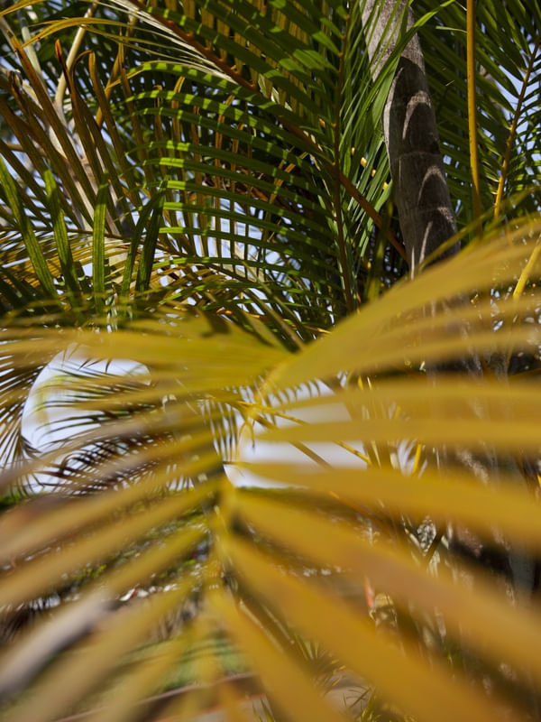 DETALHE FOLHAS