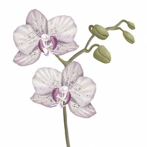 ORQUIDEA ILUSTRAÇÃO DIGITAL