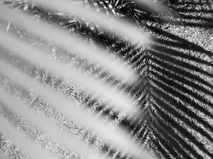 SOMBRAS TROPICAIS PB