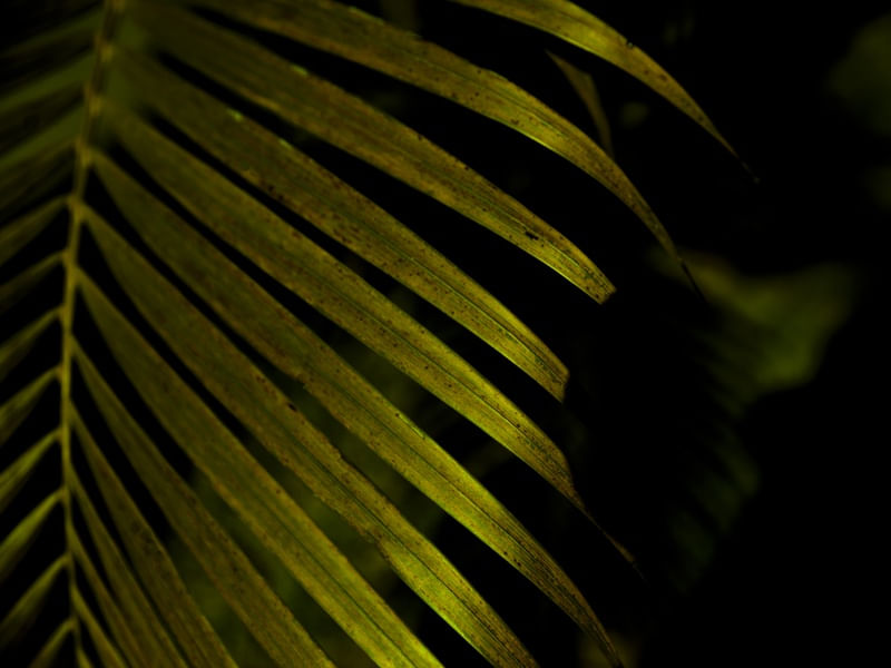 DETALHE TROPICAL VERDE