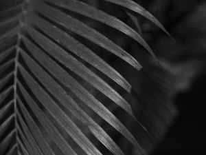 DETALHE TROPICAL PB