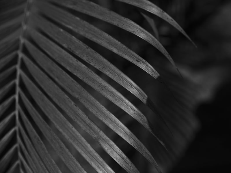 DETALHE TROPICAL PB