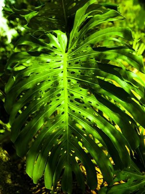 VERDE TROPICAL III