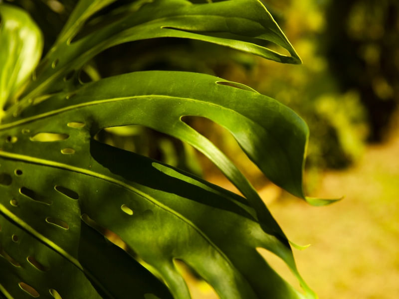 FOLHAGENS VERDES I