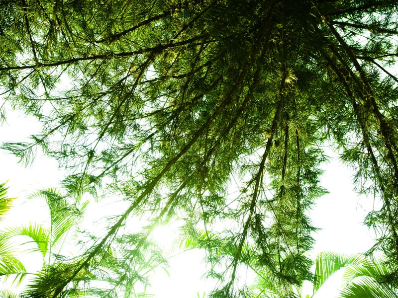 ARVORE BRANCO E VERDE