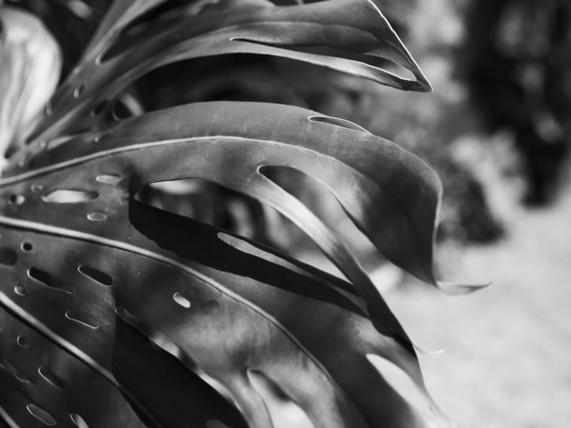DETALHE PB