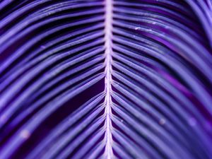 TROPICAL VIOLETA
