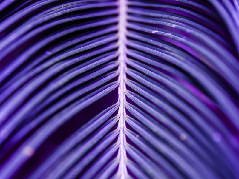 TROPICAL VIOLETA