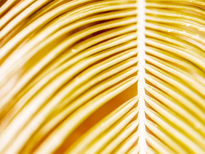 TROPICAL AMARELO ABSTRATO