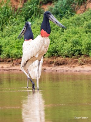 CASAL DE TUIUIÚ NO PARQUE DAS ÁGUAS MT