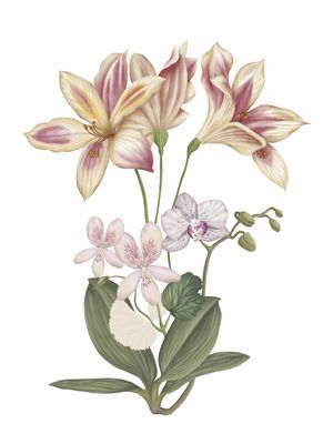ORQUIDEA E LÍRIO ILUSTRAÇÃO DIGITAL