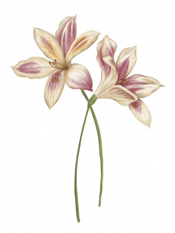 LÍRIO ILUSTRAÇÃO DIGITAL 3