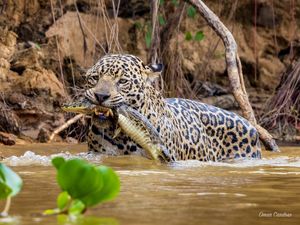 ONÇA AGUE CAÇANDO NO PARQUE DAS ÁGUAS MT