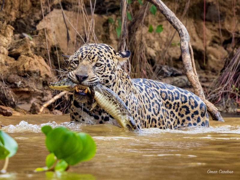 ONÇA AGUE CAÇANDO NO PARQUE DAS ÁGUAS MT