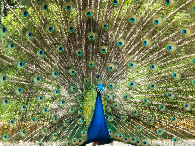 PAVÃO NO PARC DE FRANCE EM JOINVILLE
