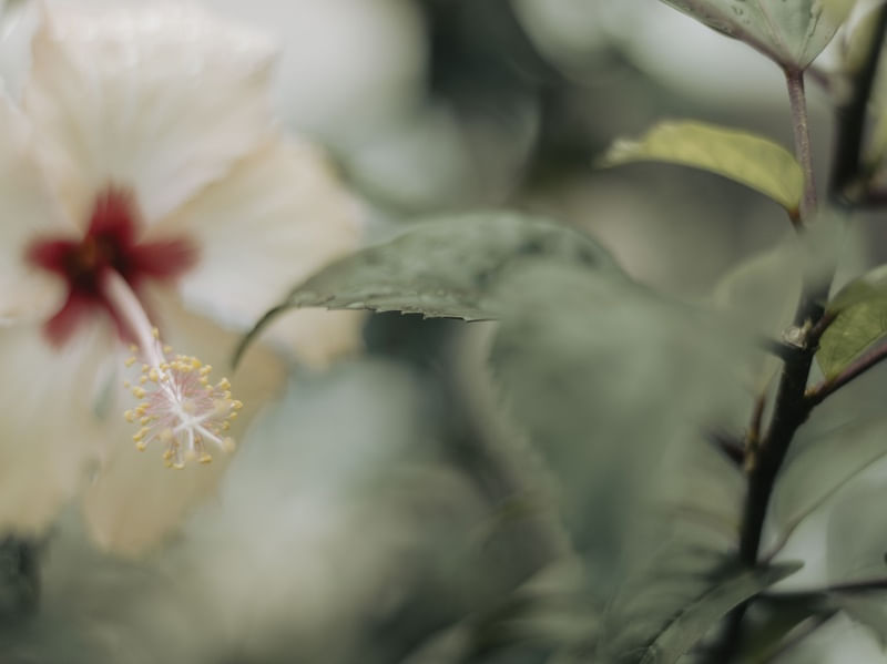 NATUVER 3