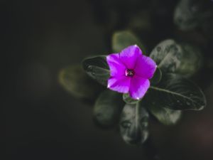 NATUVER 5