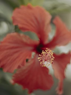 NATUVER 6