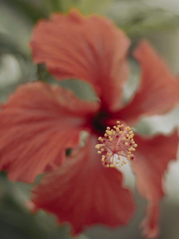 NATUVER 6