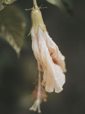 NATUVER 7