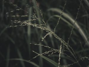 VERMATU 2