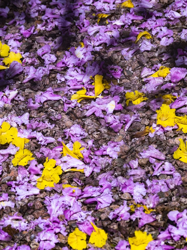 CAMINHOS FLORIDOS 17