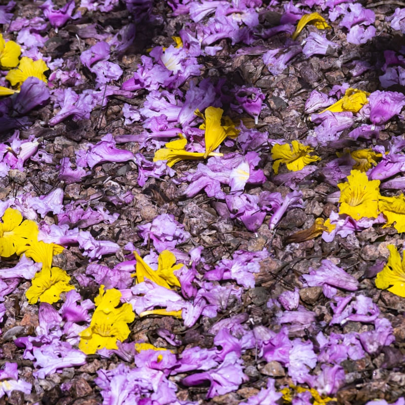 CAMINHOS FLORIDOS 18
