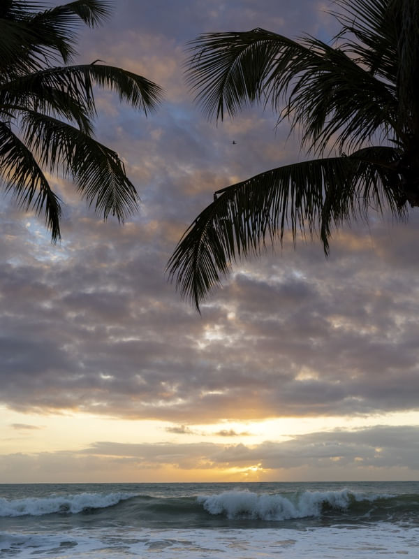 TROPICAL FRAME
