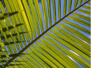 TROPICAL LEAF 2021 1