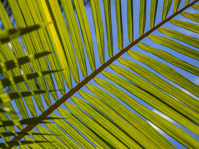 TROPICAL LEAF 2021 1