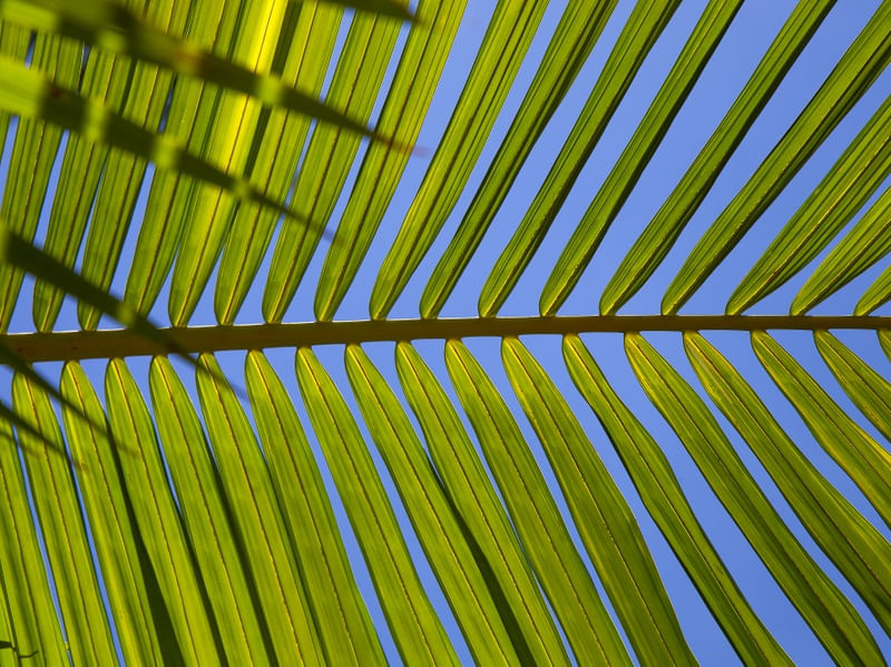 TROPICAL LEAF 2021 2