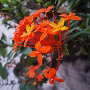 FLORES IXORA